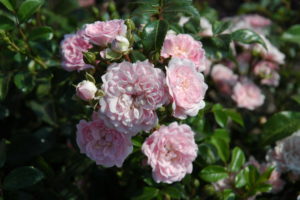Rosa The Fairy