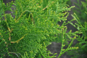 Thuja occidentalis Brabant