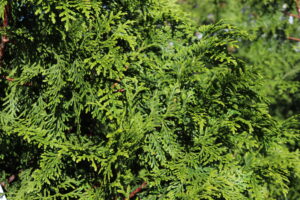 Thuja plicata Gelderland