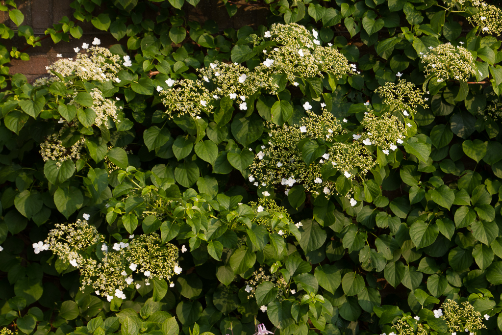 petiolaris hydrangea anomala zeelandplant