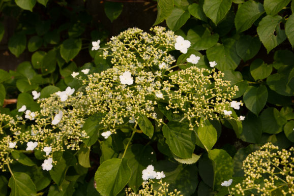 Klimhortensia
