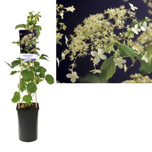 Hydrangea anomala petiolaris