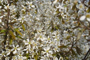 Amelanchier lamarckii