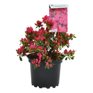 Rhododendron japonica Anne Frank