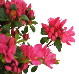 Rhododendron japonica Anne Frank