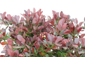 Berberis thunbergii Atropurpurea Nana