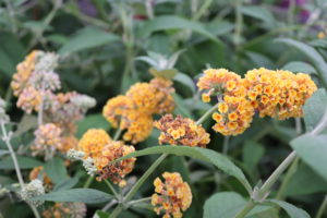 Buddleja weyeriana Sungold