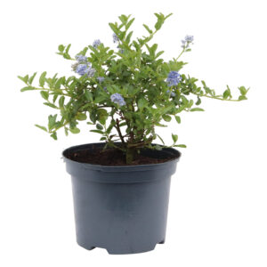 Ceanothus thyrsiflorus Repens
