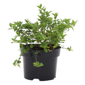 Ceanothus thyrsiflorus Repens