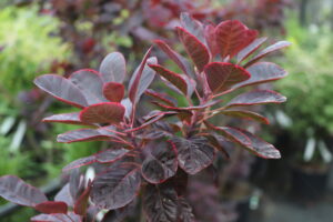 Cotinus coggygria Royal Purple