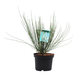 Cytisus praecox Albus