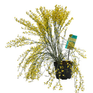 Cytisus scoparius Vanesse