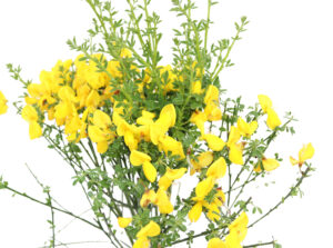 Cytisus scoparius Vanesse