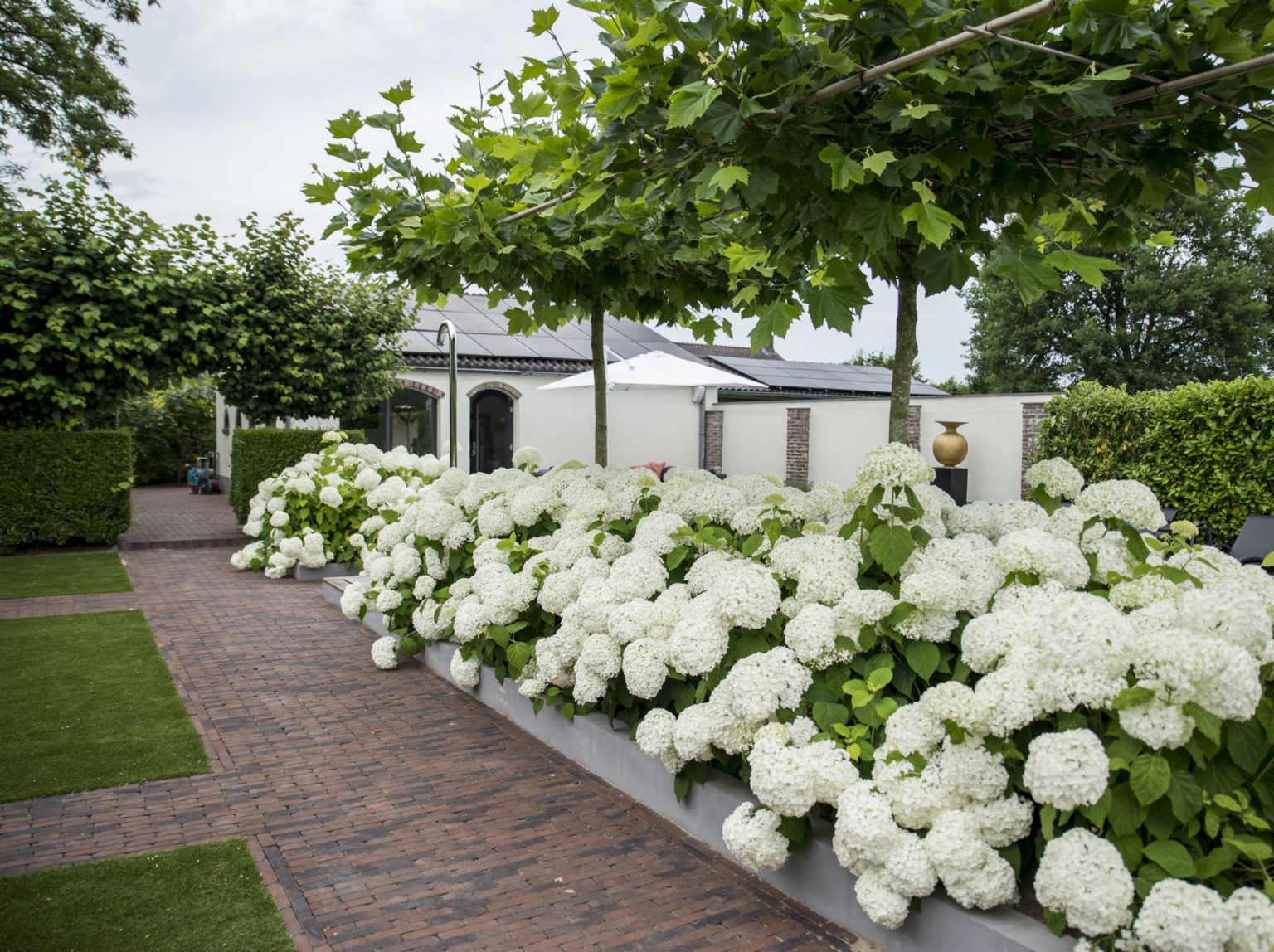 Hydrangea arborescens Strong Annabelle® Zeelandplant