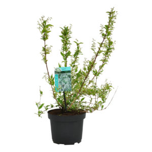 Deutzia gracilis