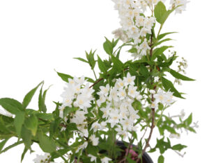 Deutzia gracilis