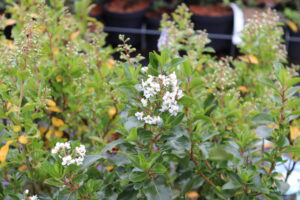 Escallonia Iveyi