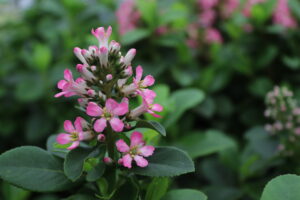 Escallonia laevis Pink Elle