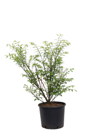 Euonymus alatus Compactus