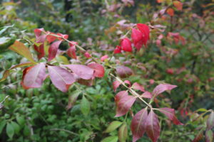 Euonymus alatus