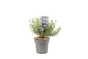 Euonymus fortunei Emerald Gaiety