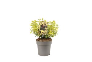 Euonymus fortunei Emerald 'n' Gold