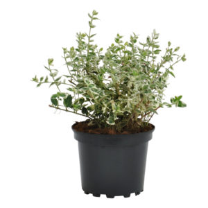 Euonymus fortunei Emerald Gaiety