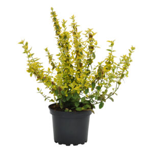 Euonymus fortunei Emerald 'n' Gold