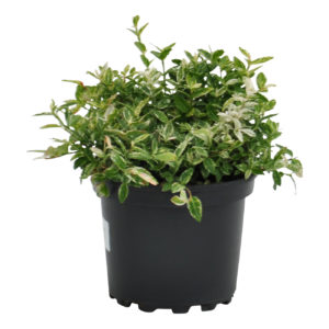 Euonymus fortunei Harlequin
