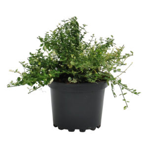 Euonymus fortunei Silverstone