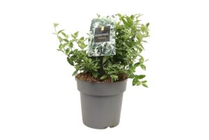 Euonymus fortunei Harlequin