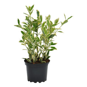 Euonymus japonicus Bravo