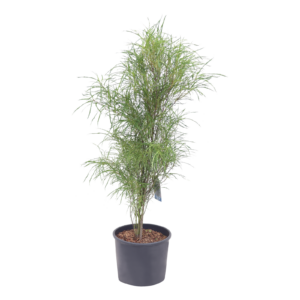 Frangula alnus Fine Line