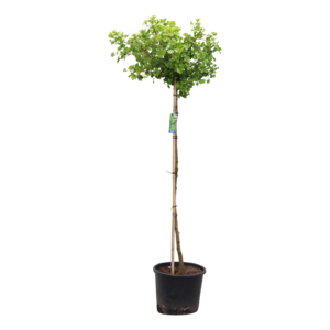 Ginkgo biloba Mariken