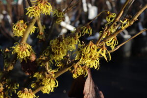 Hamamelis intermedia Westerstede
