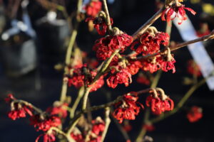 Hamamelis intermedia Diane