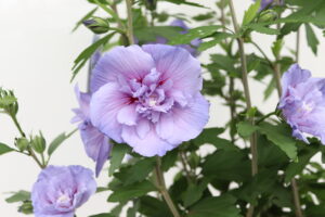 Hibiscus syriacus Blue Chiffon