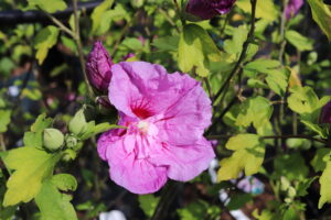 Hibiscus syriacus Lavender Chiffon