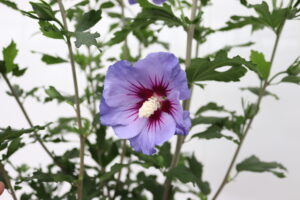 Hibiscus syriacus Marina