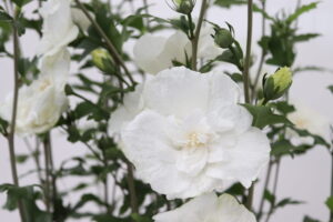 Hibiscus syriacus White Chiffon