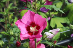 Hibiscus syriacus Woodbridge