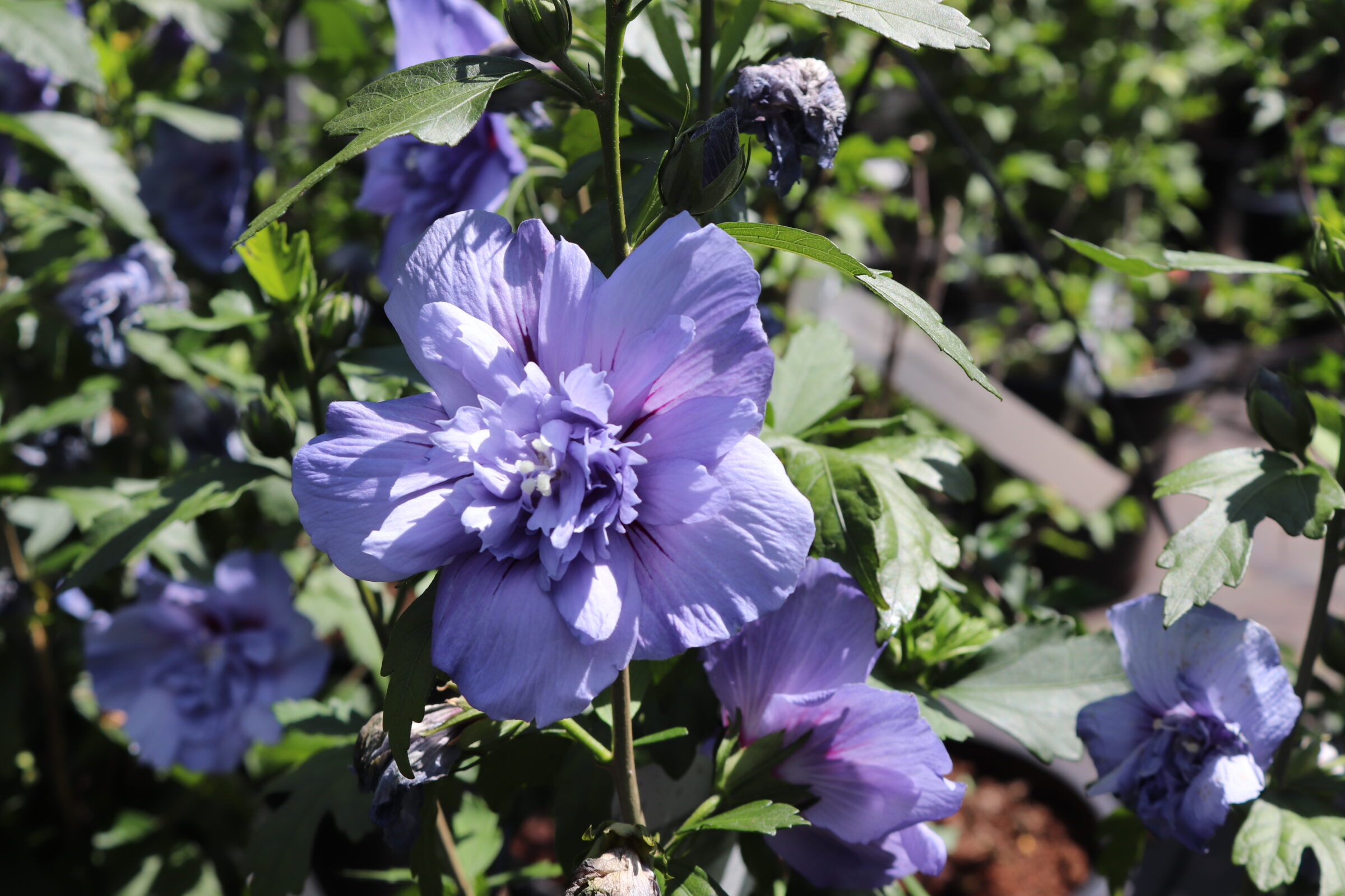 Hibiscus syriacus Blue Chiffon Zeelandplant