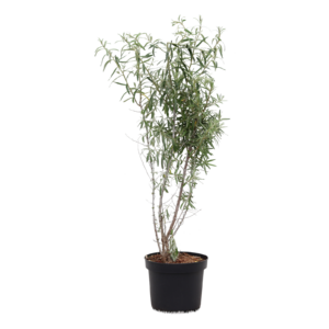 Hippophae rhamnoides