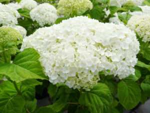 Hydrangea arborescens Strong Annabelle®