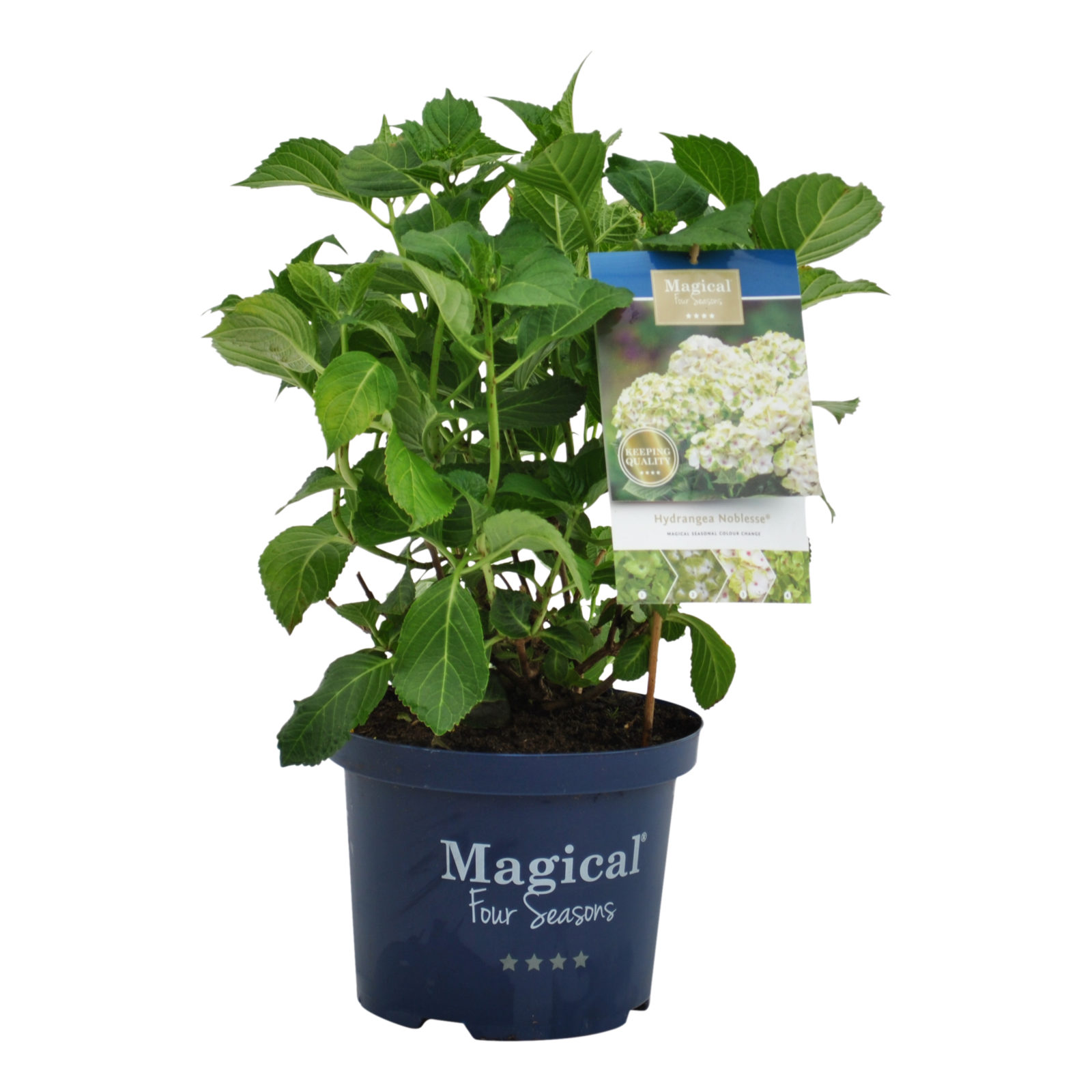 Hydrangea macrophylla Magical Noblesse - Zeelandplant