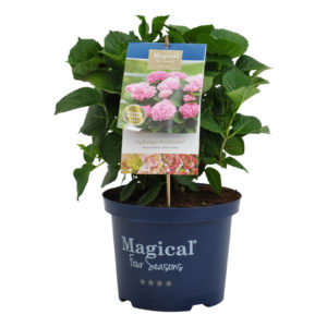 Hydrangea macrophylla Magical Revolution
