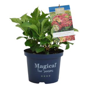 Hydrangea macrophylla Magical Ruby Tuesday