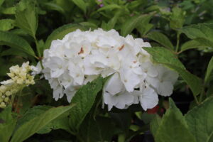 Hydrangea macrophylla Mme Emile Mouillère
