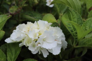 Hydrangea macrophylla Snowball