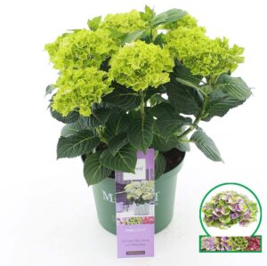 Hydrangea macrophylla Magical Jewel blauw